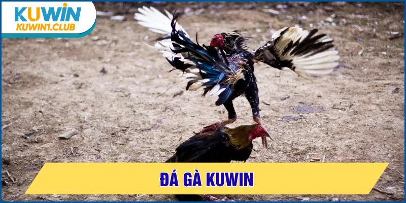 đá gà kuwin