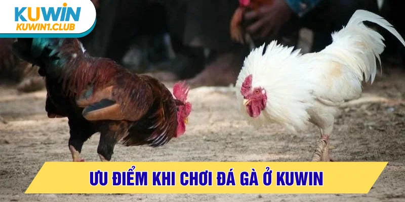 Lợi thế của sư kê khi chơi đá gà KUWIN
